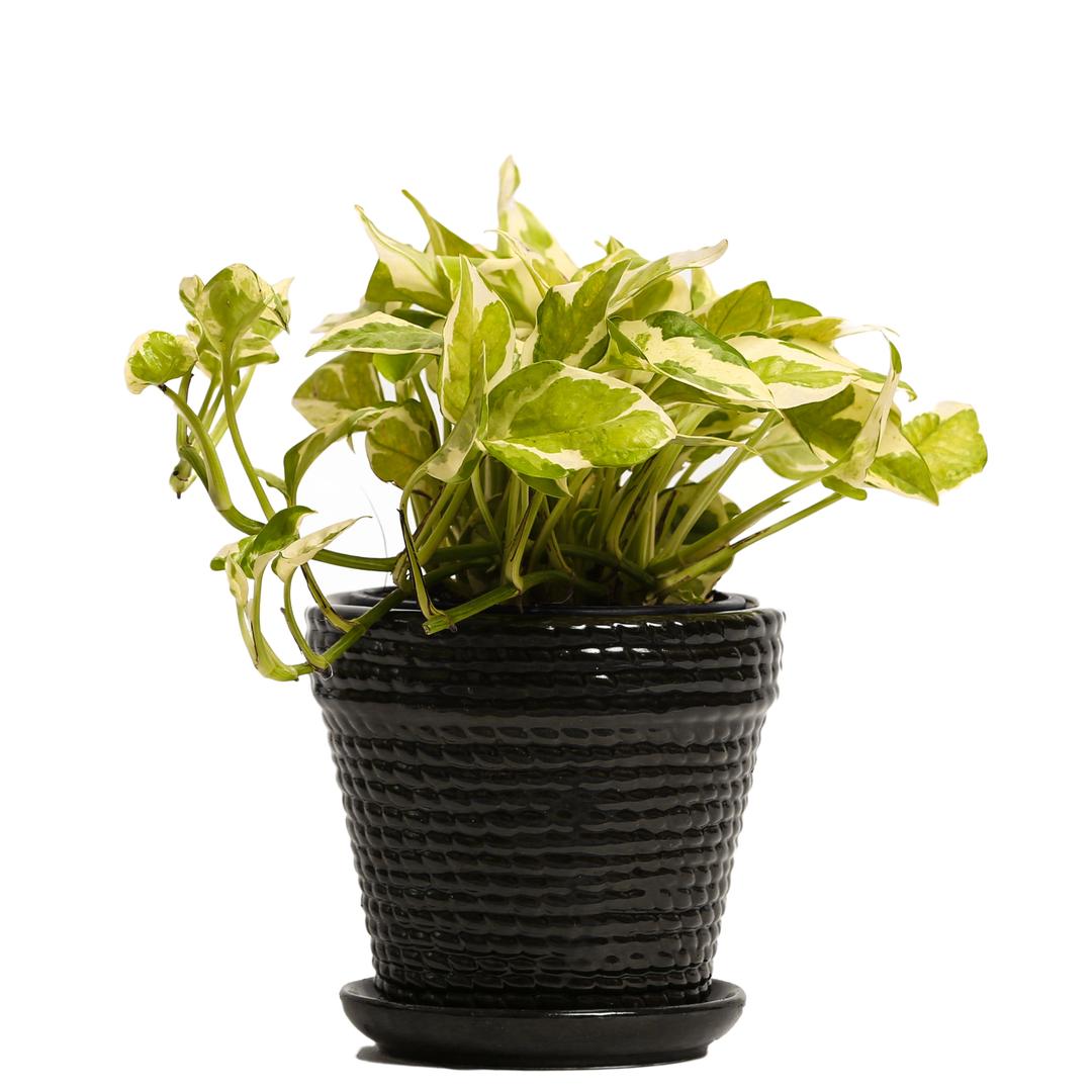 White Pothos Black Ceramic Pot Plant