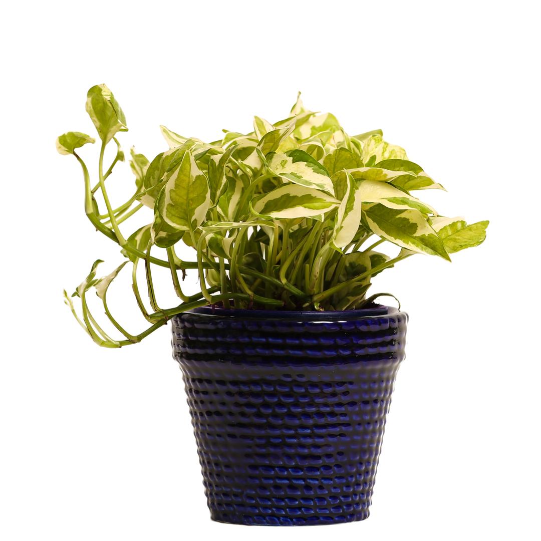 Indoor Plant White Pothos Blue Ceramic Pot
