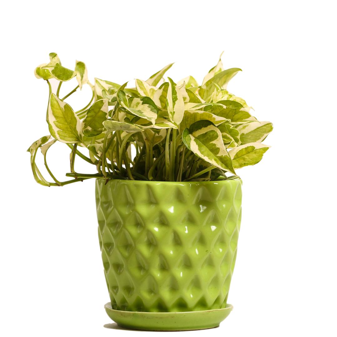 Indoor Plant White Pothos Green Ceramic Pot