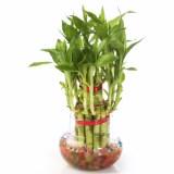 Lucky Bamboo Two Layer Big round glass pot Plant