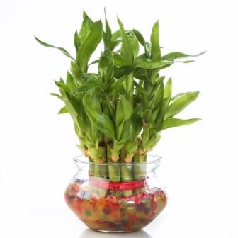 Lucky Bamboo Two Layer round glass pot Plant