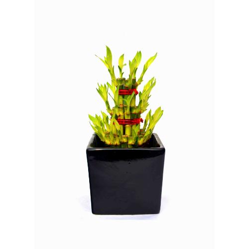 Lucky Bamboo 3 layer ceramic Pot Plant
