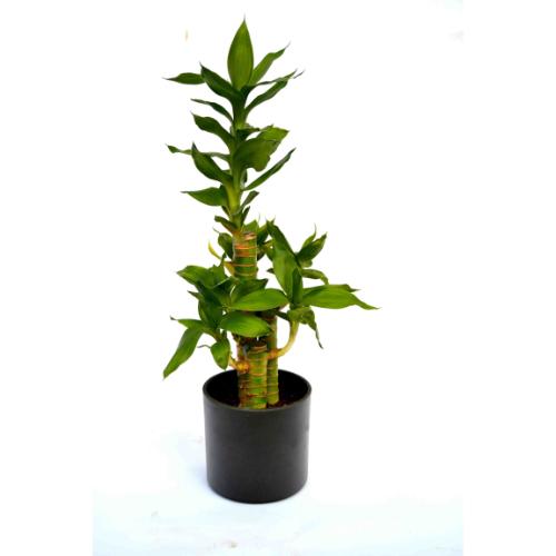 Cutleaf Bamboo Plant Black Fibre Pot