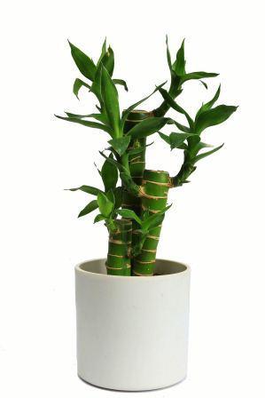 Nurturing Green Cutleaf Bamboo White Pot Plant