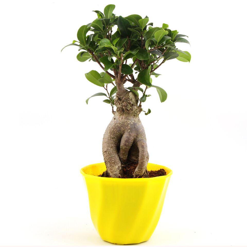 Nurturing Green Cheerful Lite Ficus Bonsai Plant