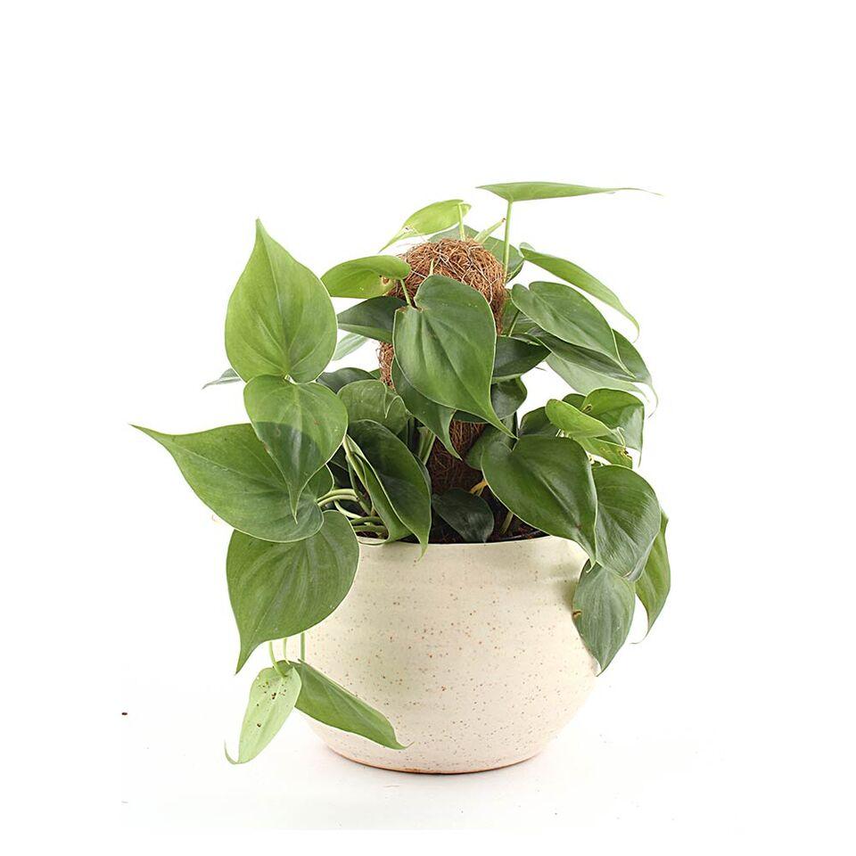 Ivory Round Moss-stick Philodendron Oxycardium Plant