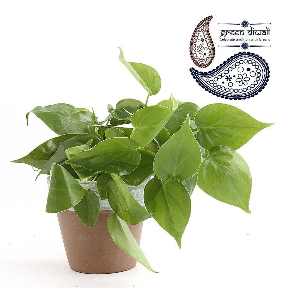 Terra Cotta Philodendron Oxycardium Plant Blue