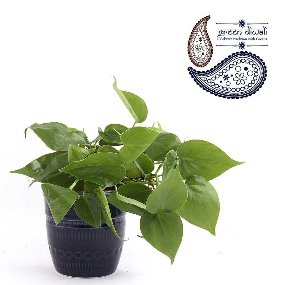 Nurturing Green Traditional Pottery Philodendron Oxycardium Plant Blue