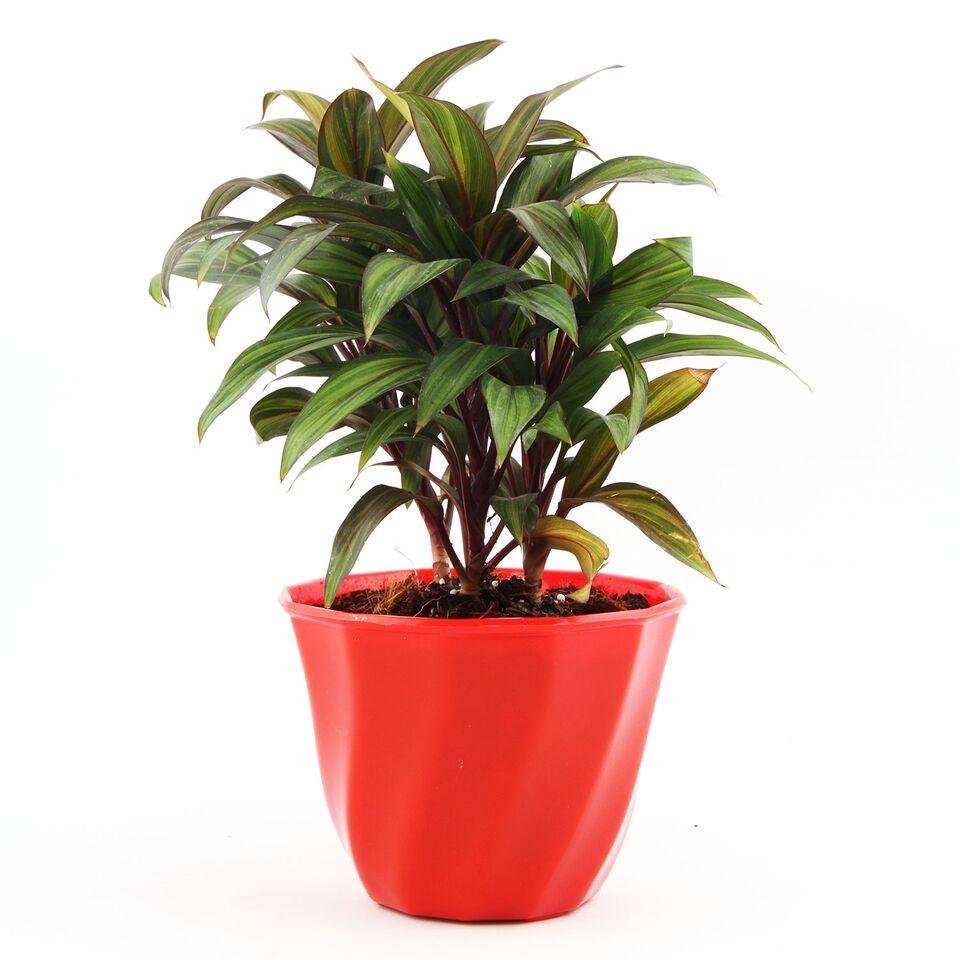 Crimson Lite Cordyline Plant