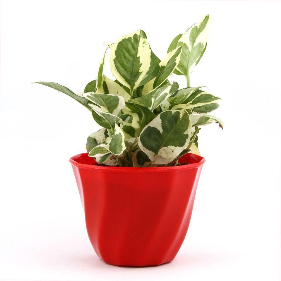 Blush Lite White Pothos Plant