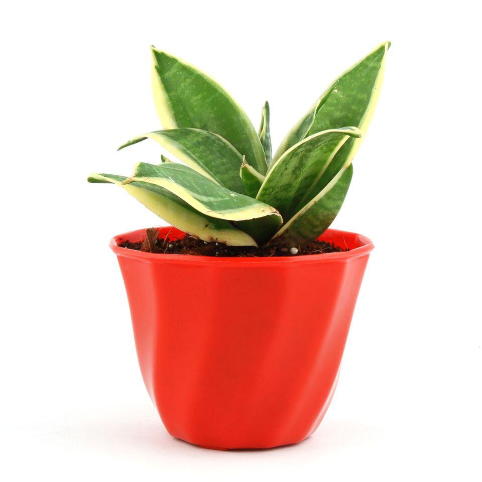 Playful Lite MILT Sansevieria Plant
