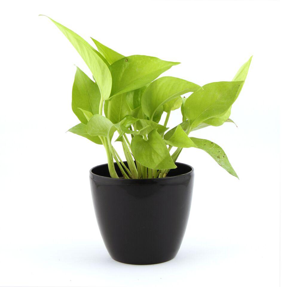 Ebony Lite Golden Pothos Plant