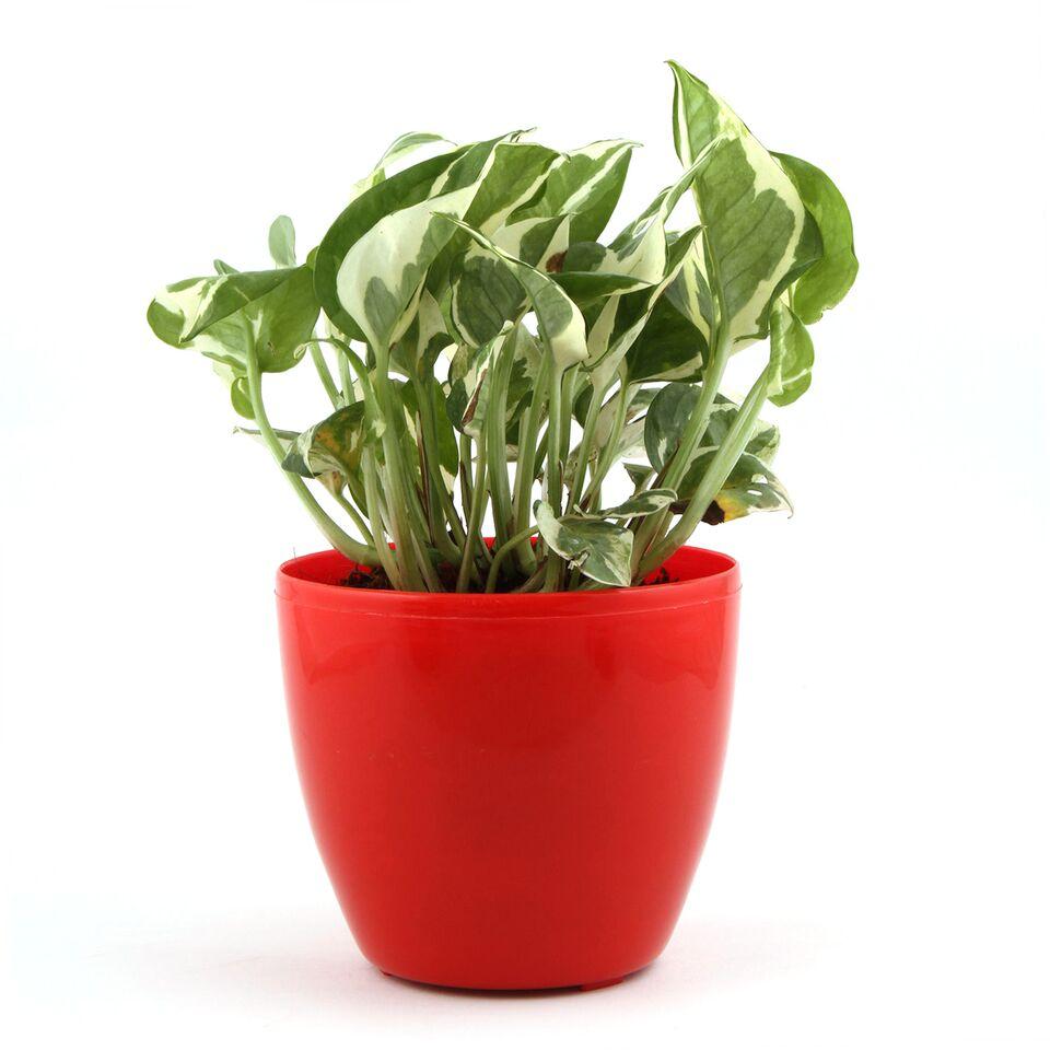 Ruby Lite White Pothos Plant