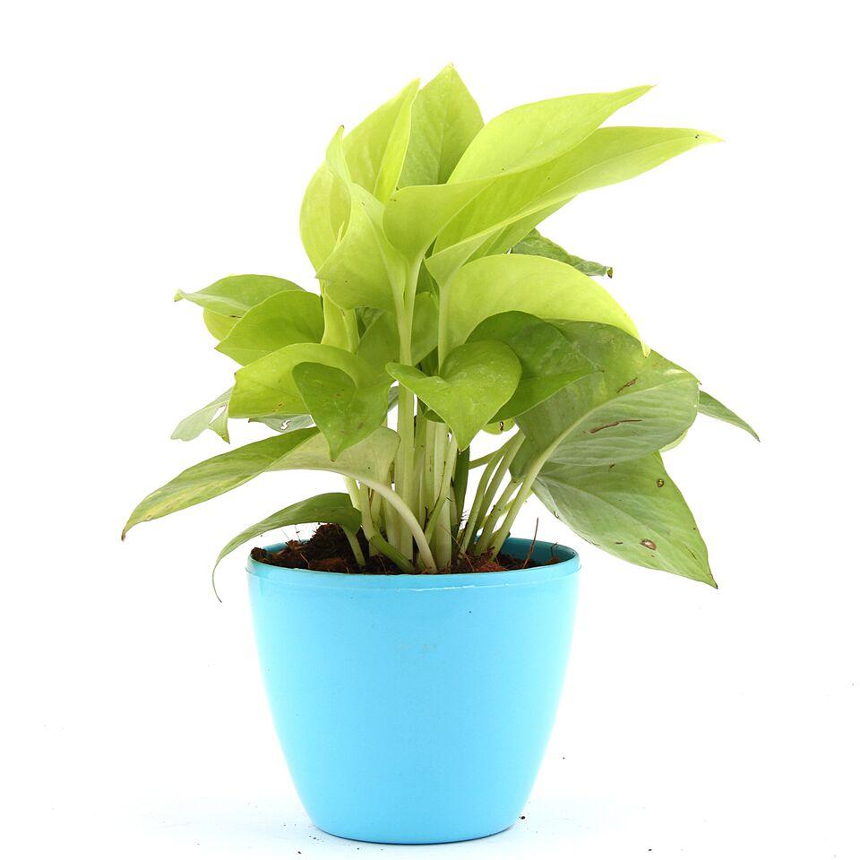Aqua Lite Golden Pothos Plant