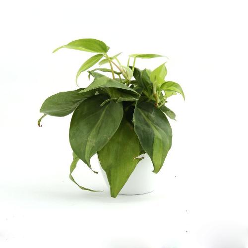 Warm Lite Oxycardium Plant