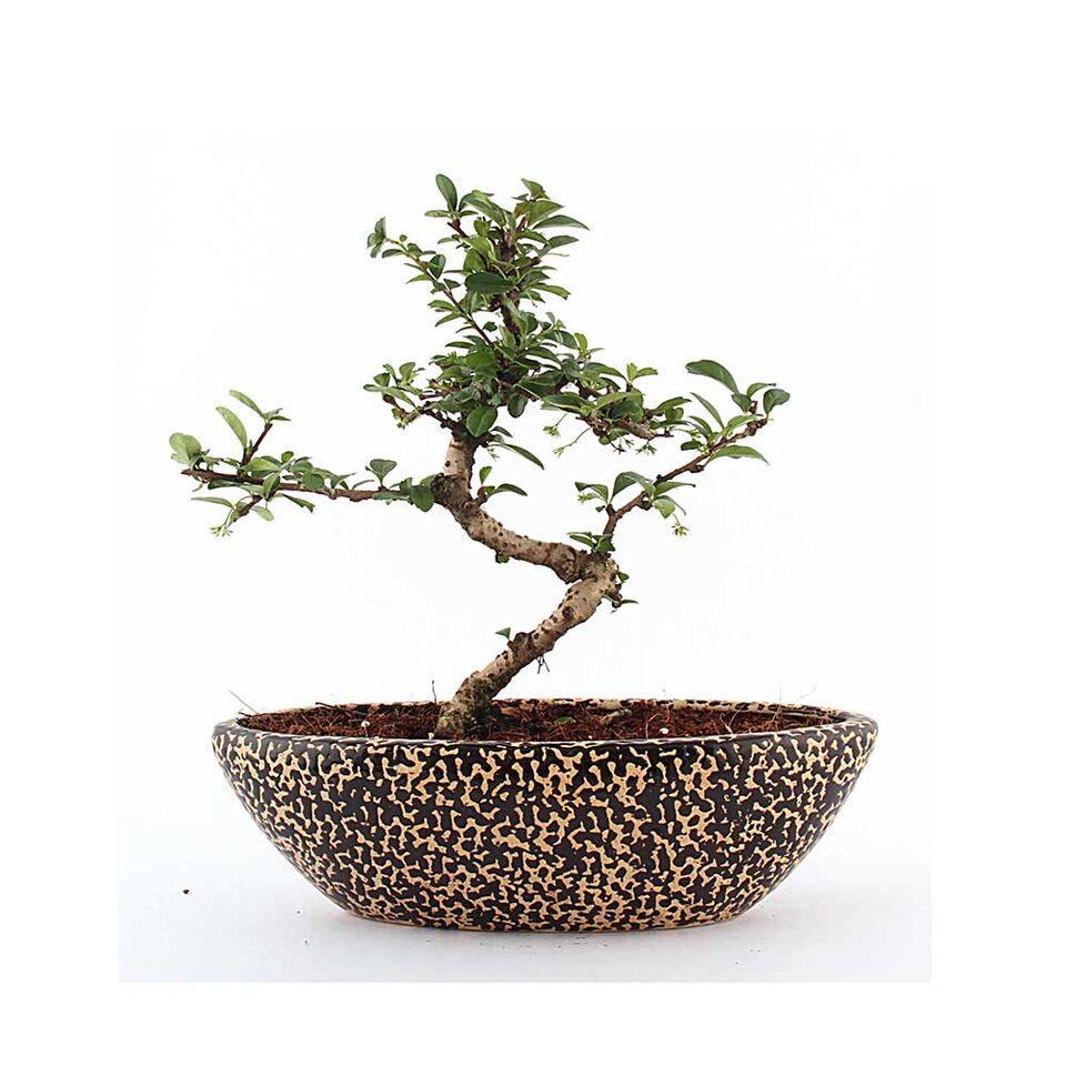 Black Rain Drop Carmona Bonsai Plant