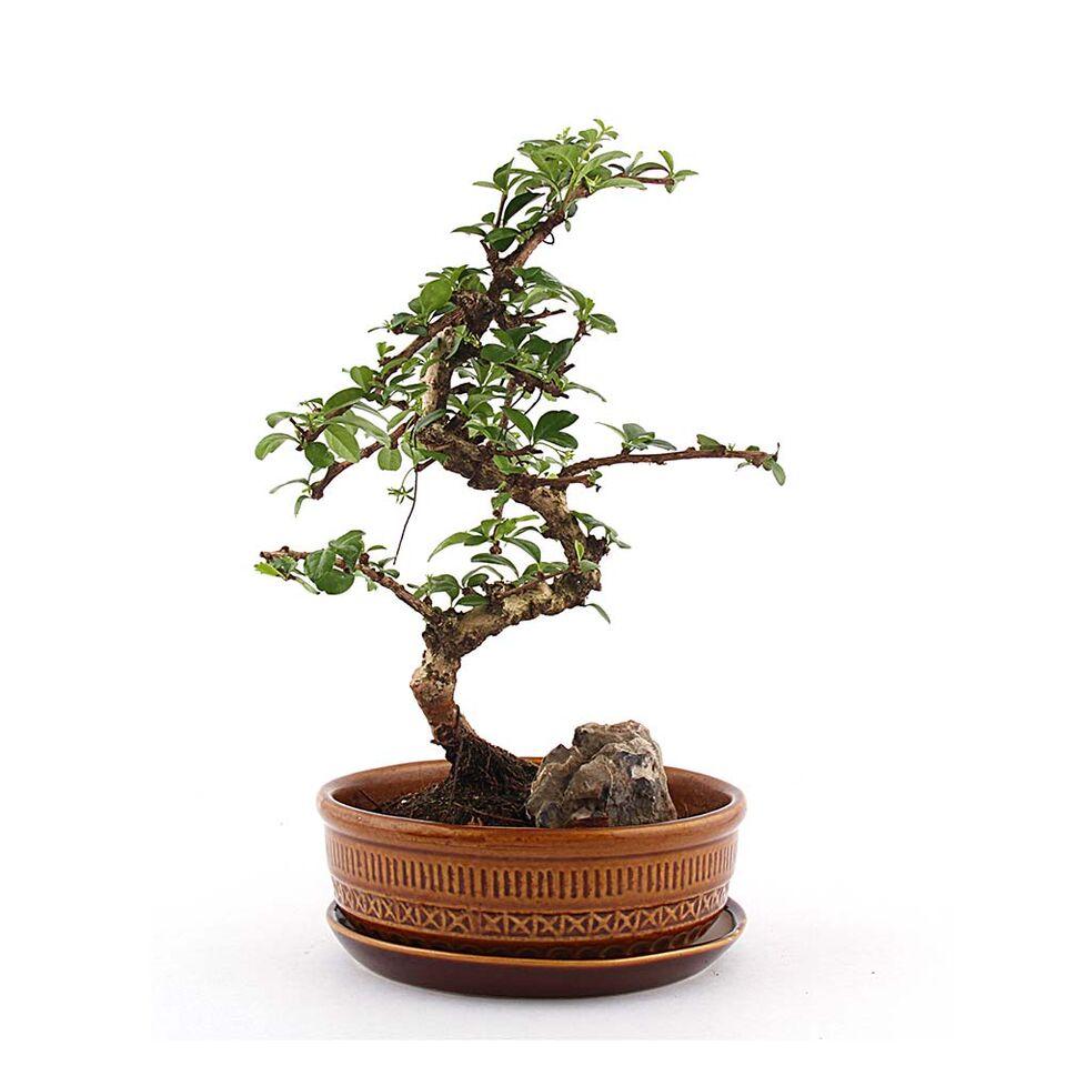 Traditional Pottery Carmona Bonsai Plant Brown