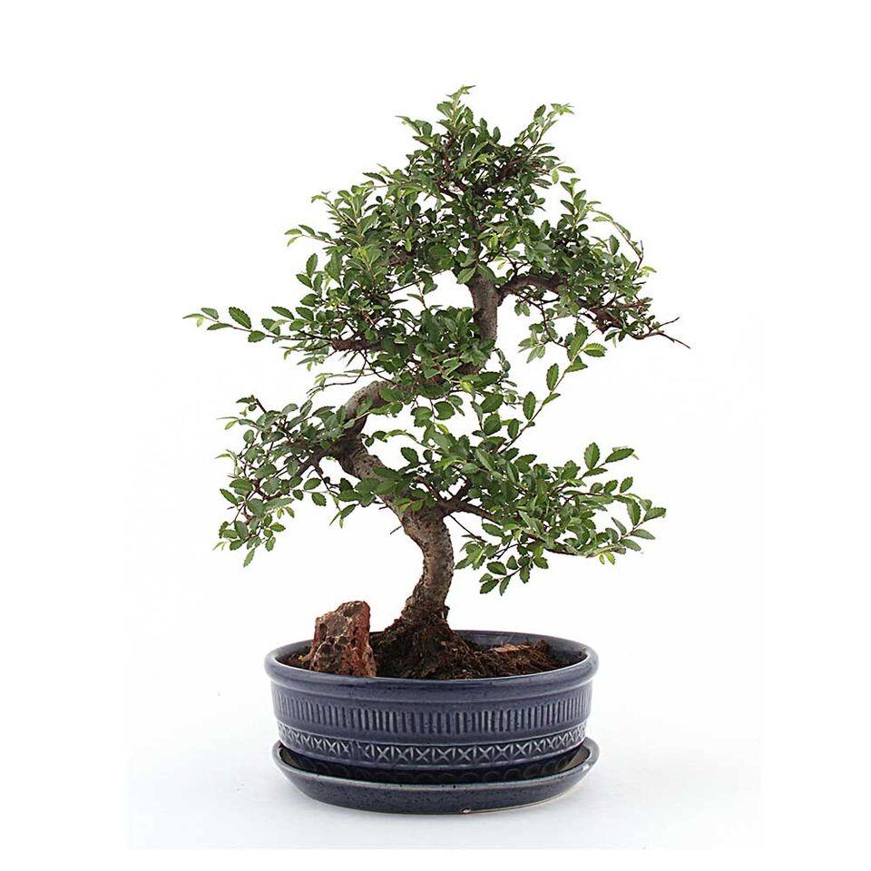 Traditional Pottery Ulmus Bonsai Plant Blue