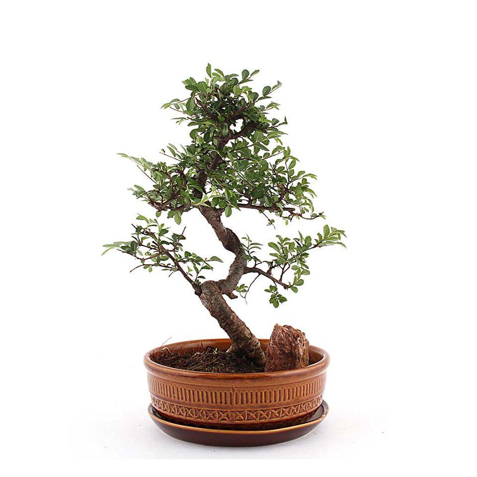Traditional Pottery Ulmus Bonsai Plant Brown