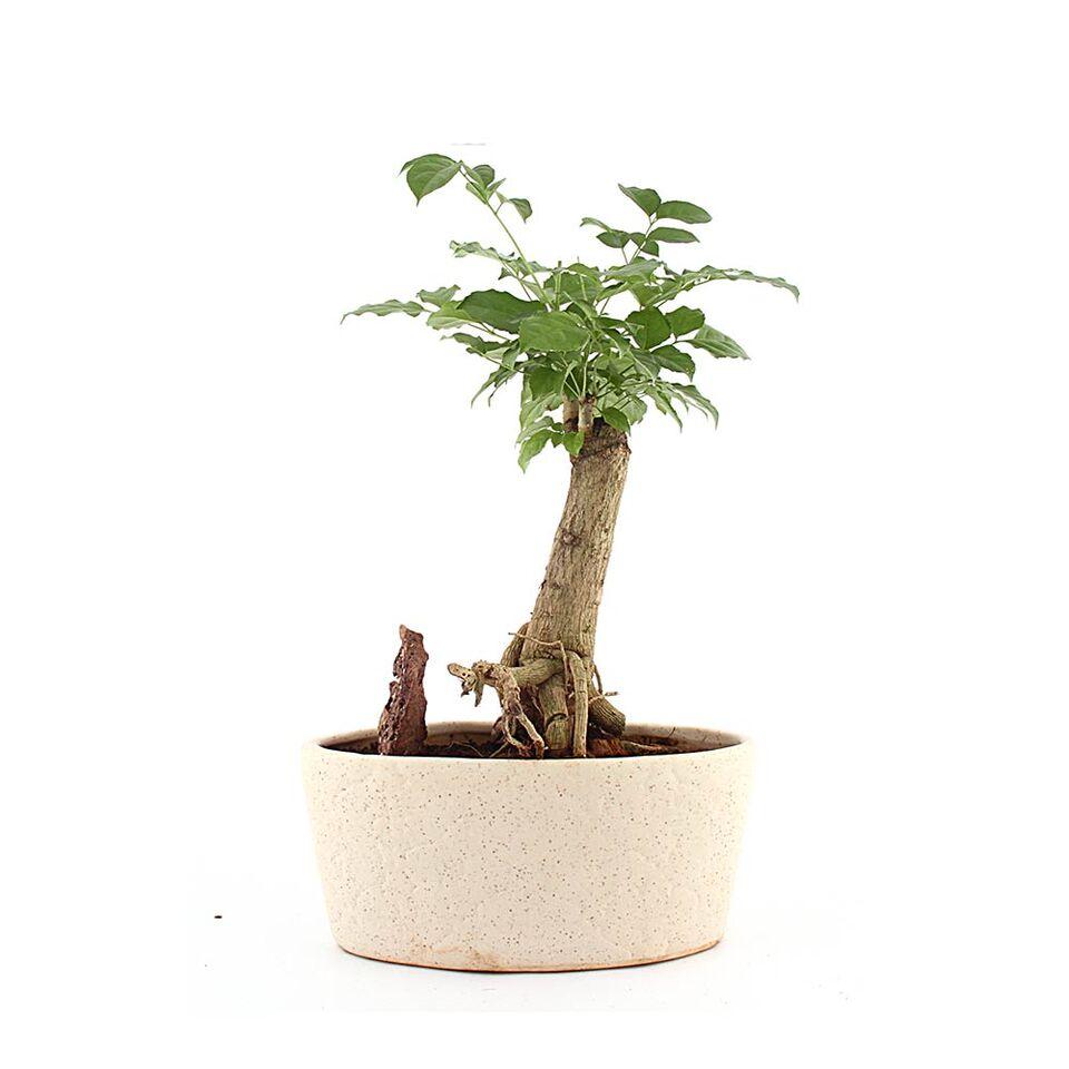 Marble 4 Year Ficus Bonsai Plant