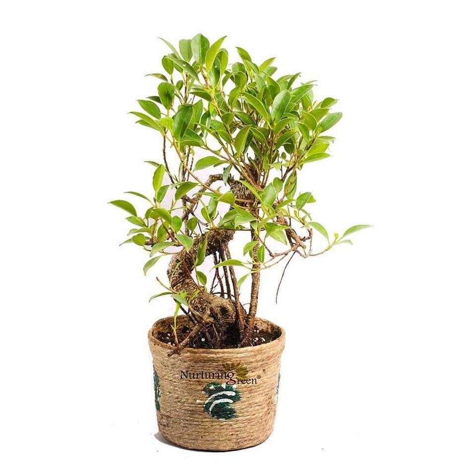 Nut Brown S-Shaped Ficus Bonsai Plant