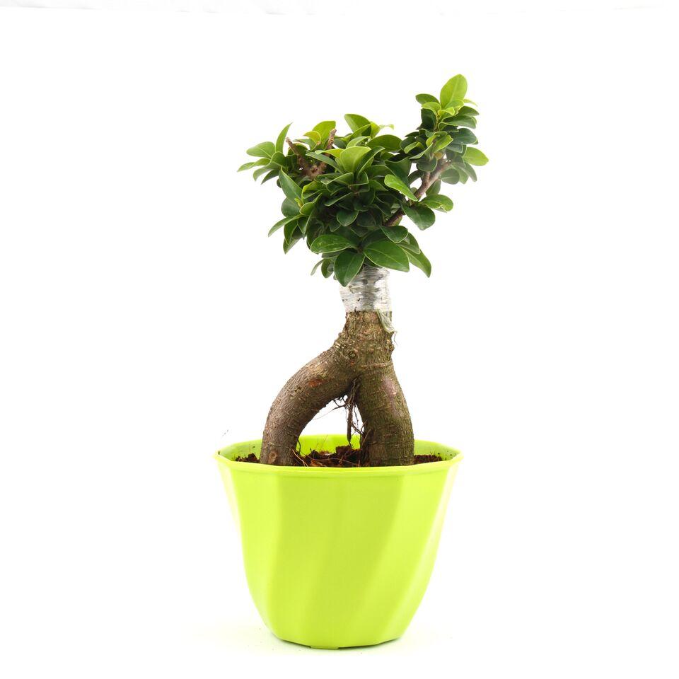 Spring Lite Ficus Bonsai Plant
