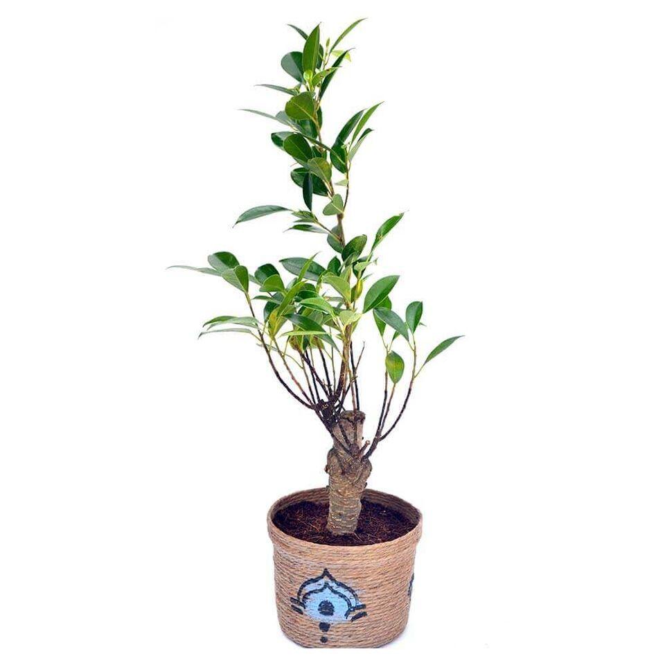 Nurturing Green 3 Years Old I-Shaped Ficus Bonsai Plant