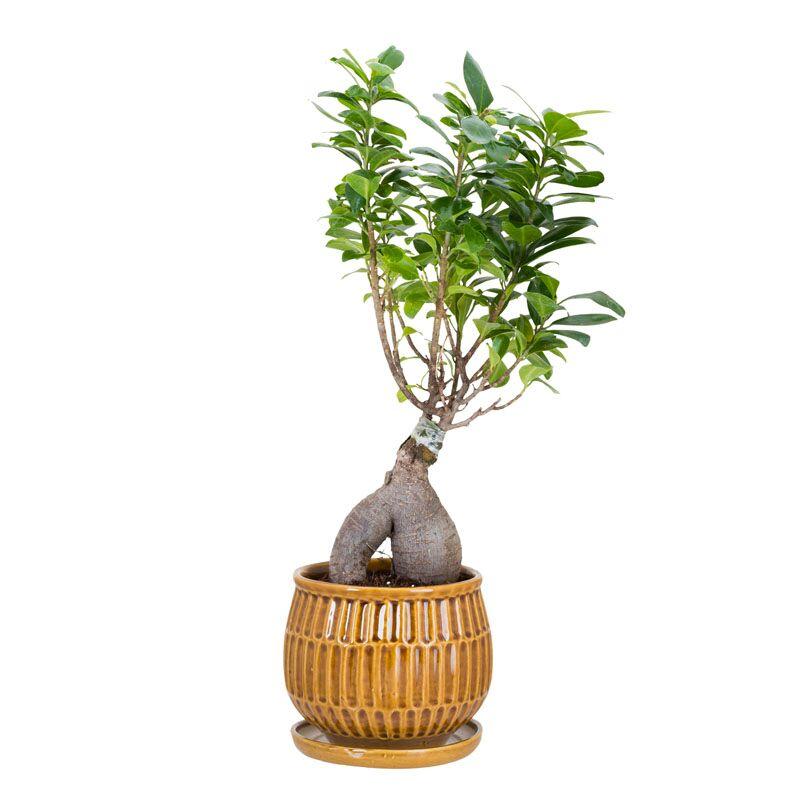 Exotic Grafted Ficus in a coffee colored plant