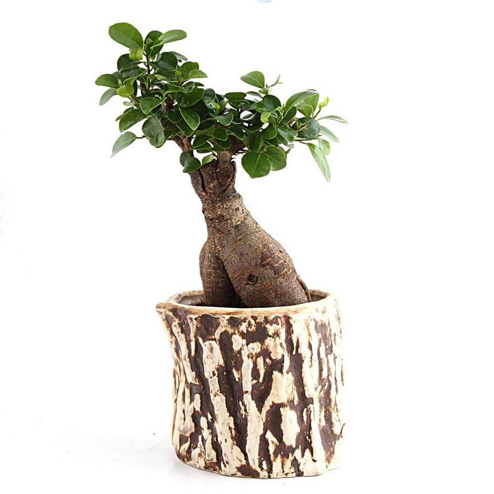 Nurturing Green Stone 3 Years Old Ficus Bonsai Plant Brown