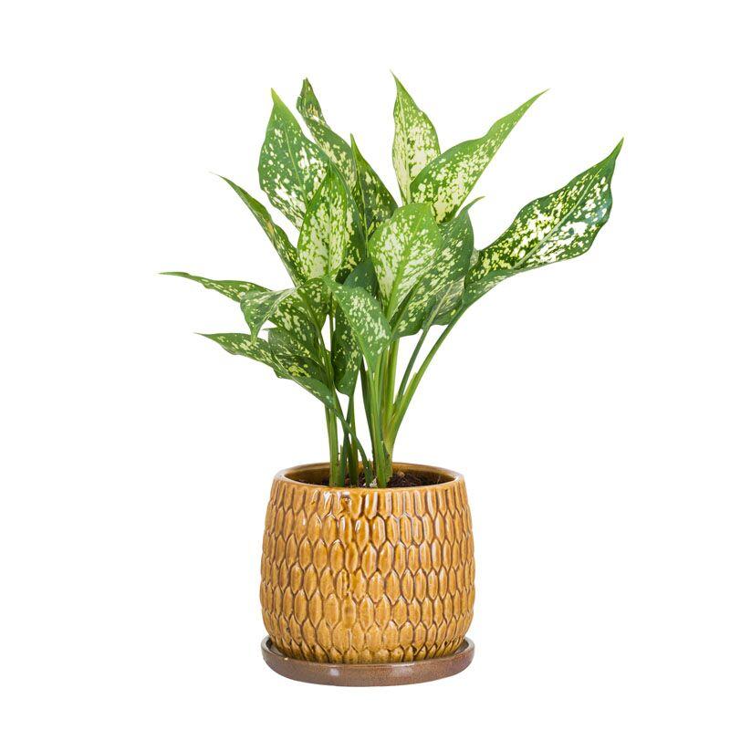 Aglaonema snowwhite in a light cocoa colored plant