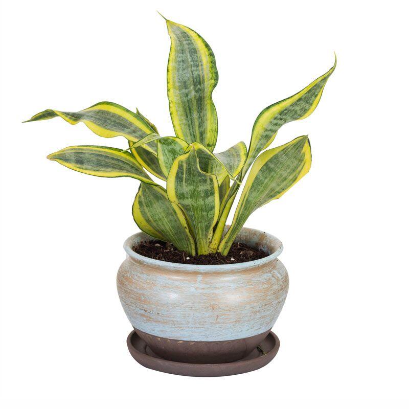 Albaster Rustic Potted Milt Foliage Plant