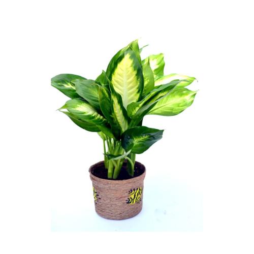 Hybrid Dieffenbachia Plant