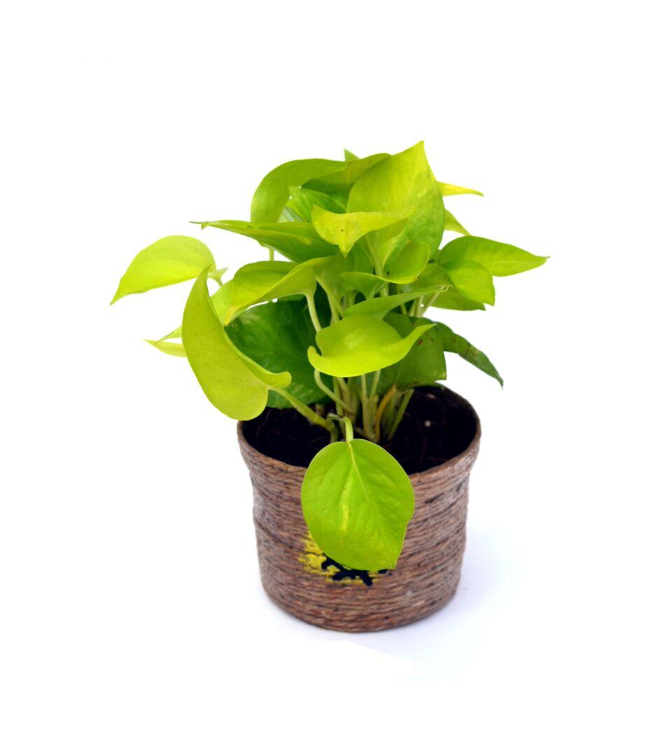 Extravagant Golden Pothos Plant