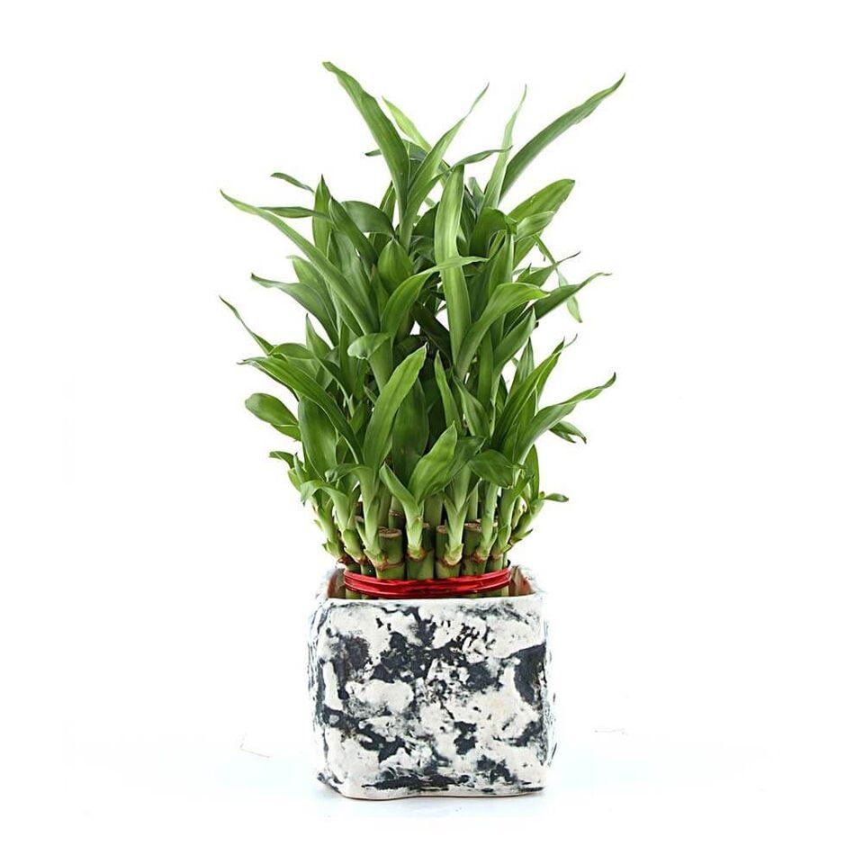 Charming Lucky Bamboo Plant Blue