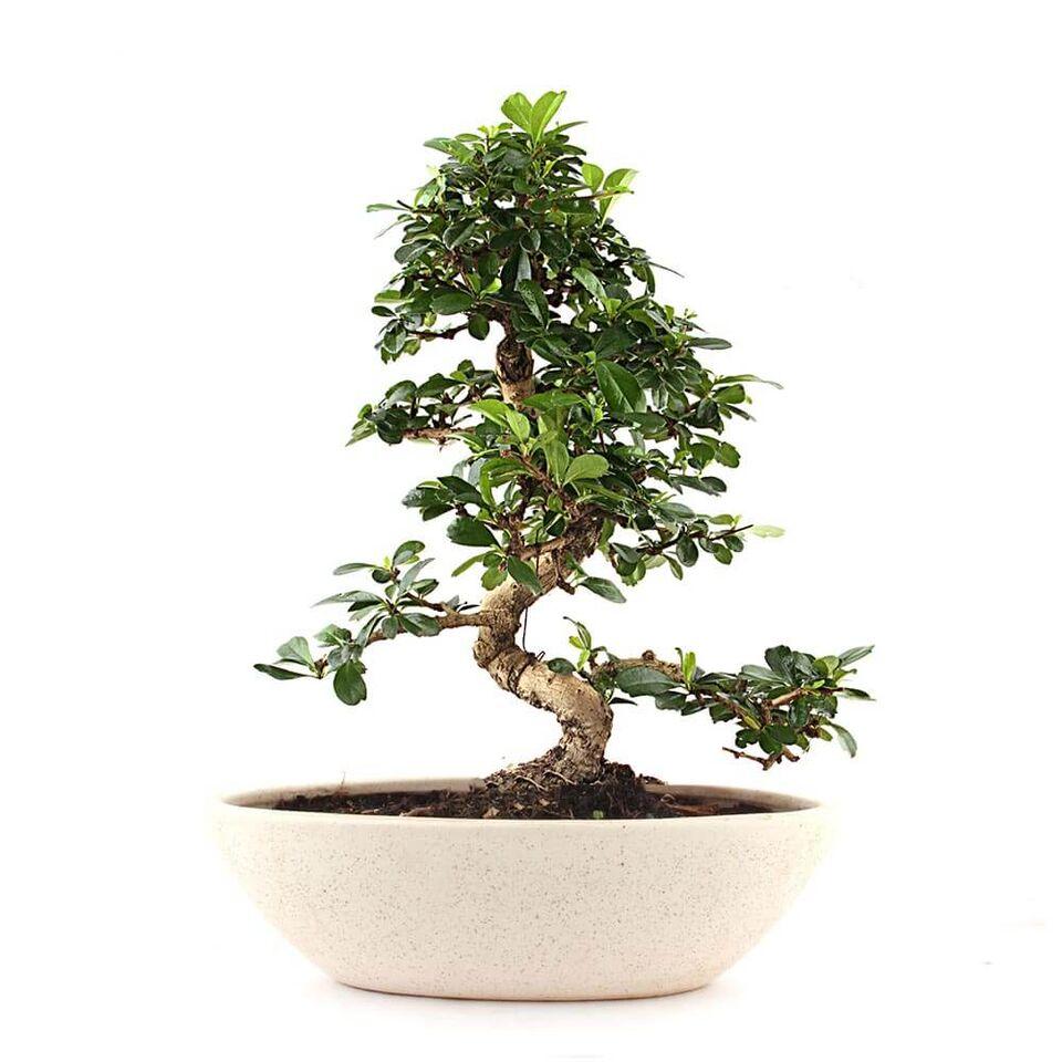 Nurturing Green Elegant S-Shaped Carmona Bonsai Plant