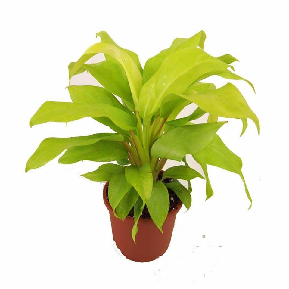 Philodendron Plant