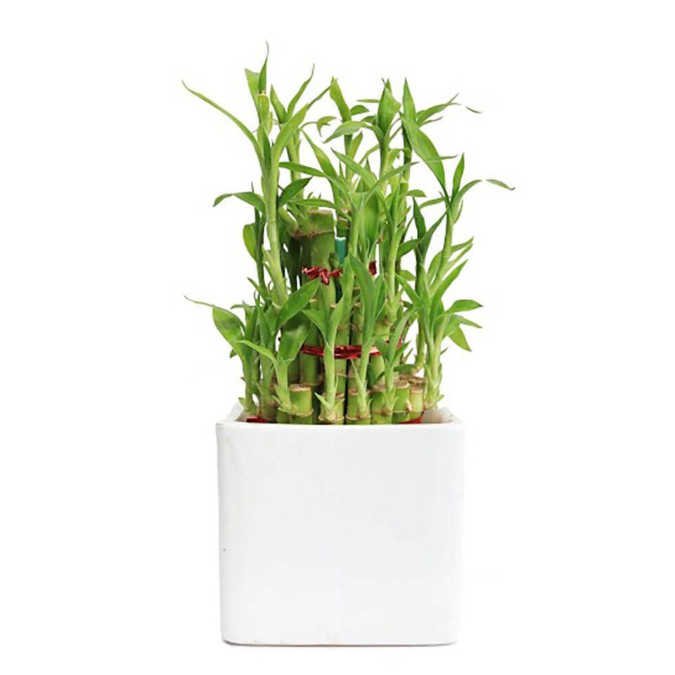 Classic Lucky Bamboo Plant