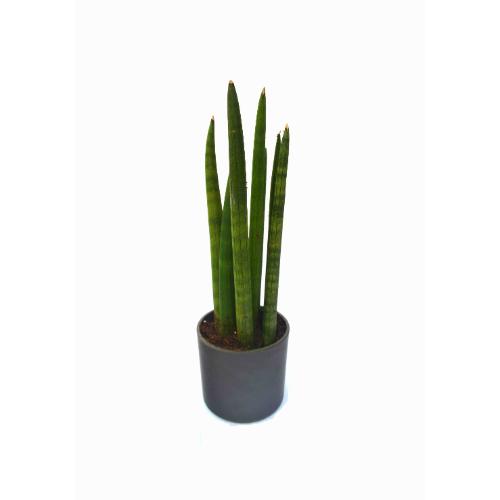 Sansevieria Small Plant with Fibre Pot 
