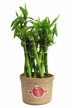 Nurturing Green Bamboo Cage Plant