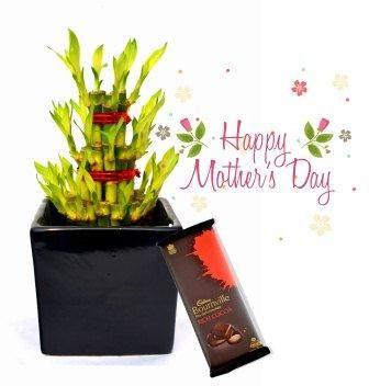 Nurturing Green Lucky Bamboo 3 layer Plant