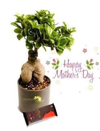Ficus 2 year old Bonsai Combo Plant