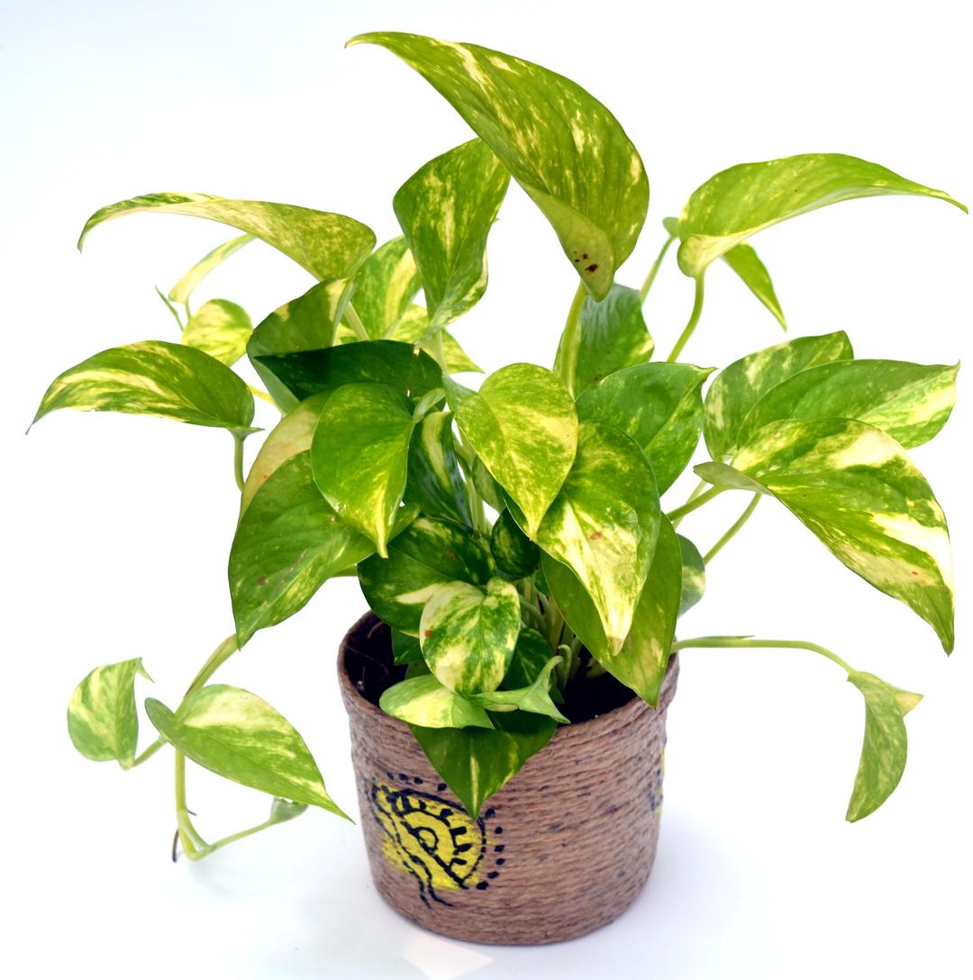 Lime & Lemon Syngonium Plant