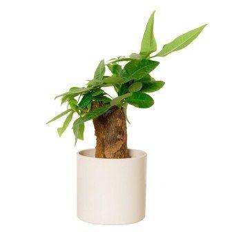 Straight Money Tree Indoor Plant 