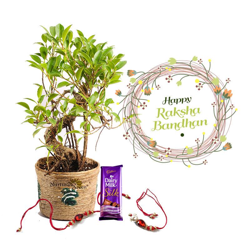 Raksha Bandhan Gift S Shape Bonsai 3 yrs old Combo with Rakhi