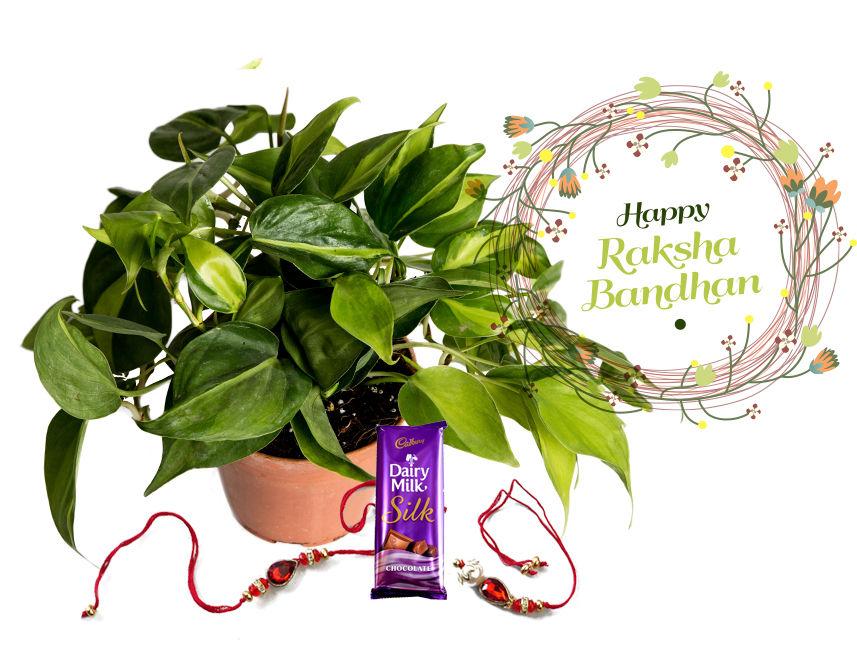 Raksha Bandhan Gift Oxycardium Indoor Plant Combo with Rakhi