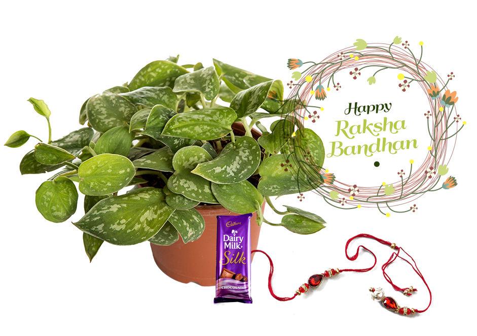 Raksha Bandhan Gift Indoor Plant Scindapsus Silver Combo with Rakhi