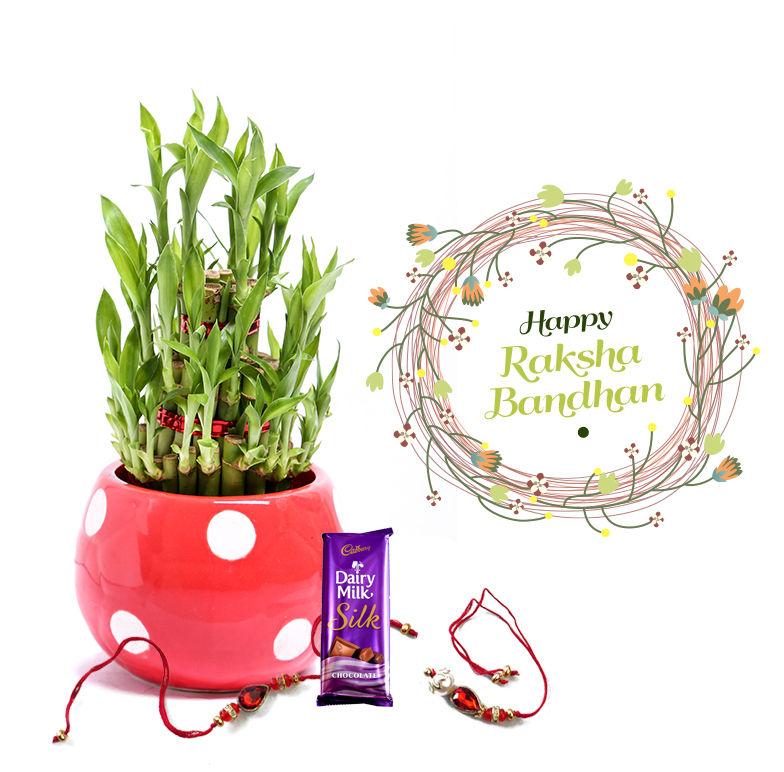 Raksha Bandhan Gift Lucky Bamboo 3 layers Combo with Rakhi 