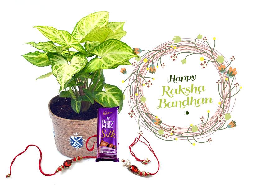 Raksha Bandhan Gift Indoor Plant Syngonium L&L Combo with Rakhi