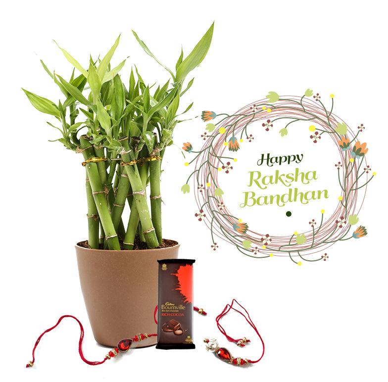 Raksha Bandhan Gift Lucky Bamboo Cage Combo with Rakhi