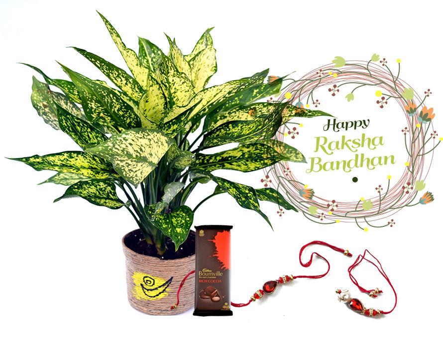 Raksha Bandhan Gift Green Aglonema Plant Combo with Rakhi
